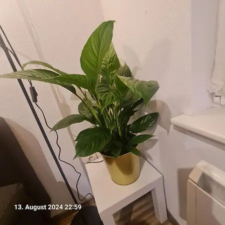 Apartment Comfortable